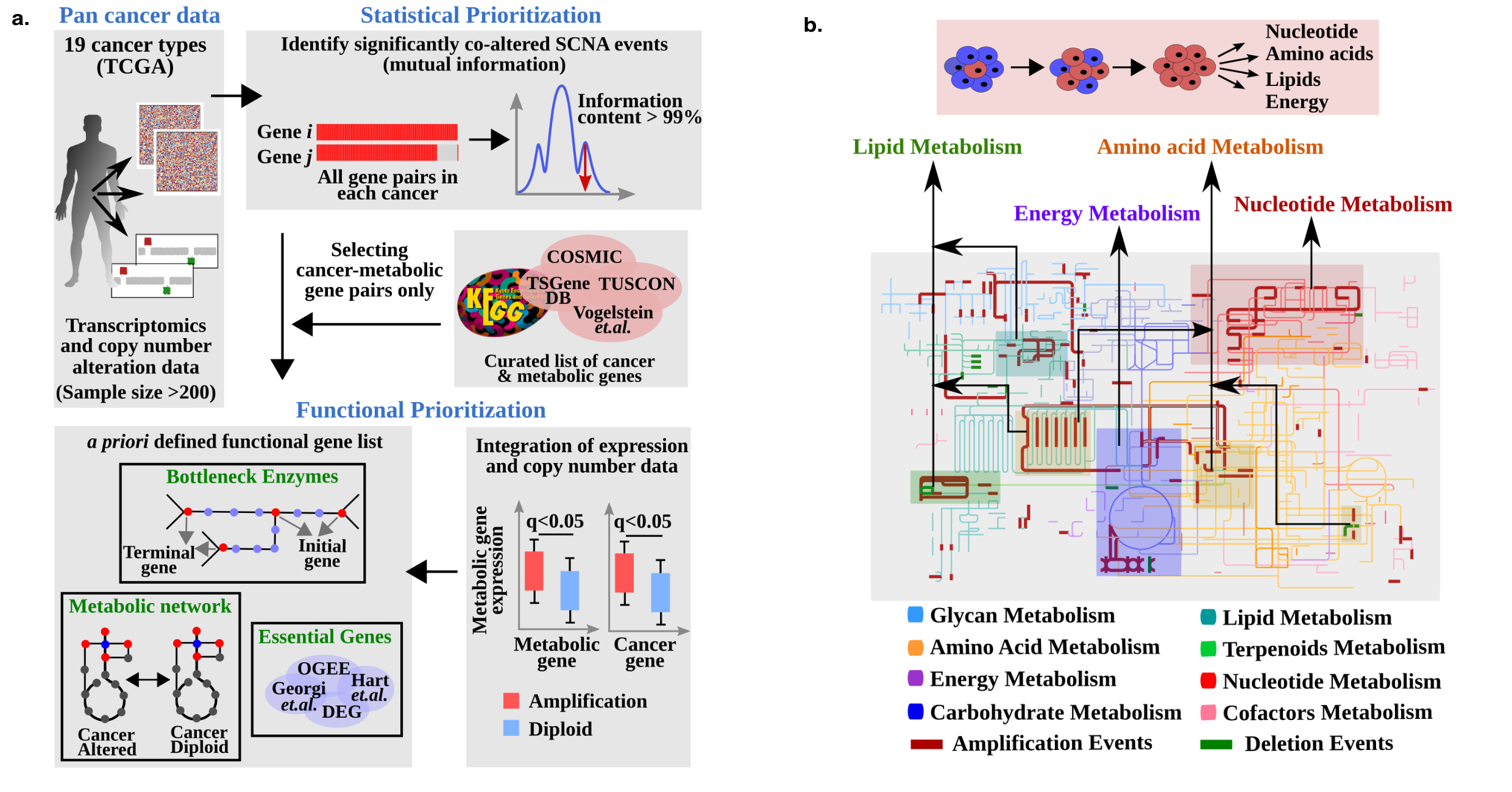 (a) Schematic representation of the iMetCG analysis pipeline. There are five steps in the iMetCG analysis for predicting metabolic cancer genes — collection of transcriptomics and copy number alterations data, statistical prioritization of all gene pairs, selection of cancer–metabolic gene pairs, correlating copy number and expression data, and integrating metabolic functionality features (b) The metabolic landscape of a normal cell is rewired to support tumorigenesis. Cancer–metabolic gene pair copy number co-alteration induced perturbations in the global human metabolic network. Representative metabolic reactions and pathways altered in cancers through copy number changes are shown.