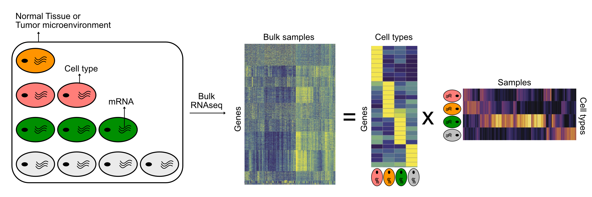 Schematic description of cell type deconvolution from mixed tissue samples.