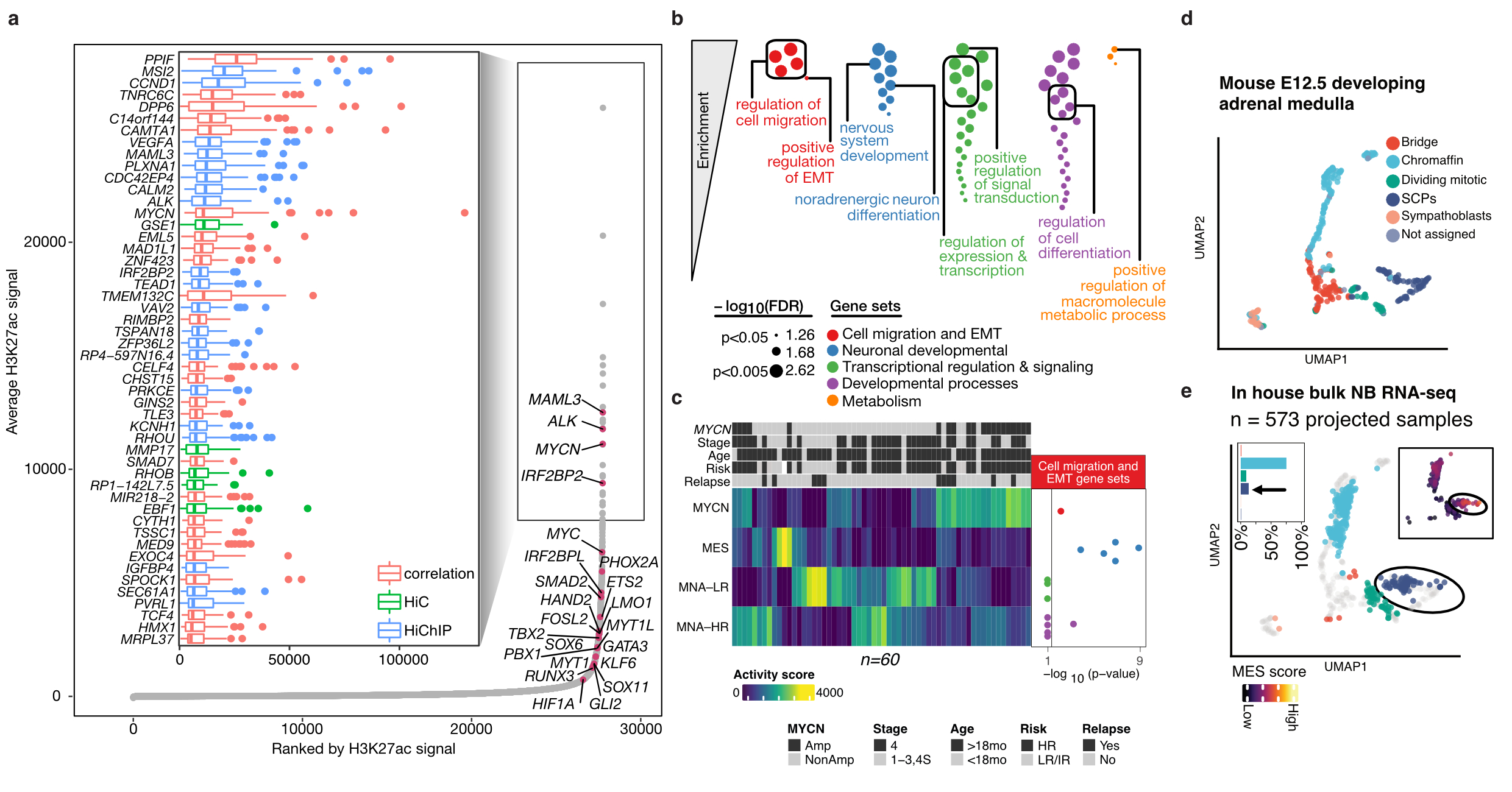 (a) Top super enhancers identified in neuroblastoma patients (b) Major biological processes regulated by these super enhancers (c) Epigenetic subtypes defined by these super enhancers are associated with clinical association (d,e) Projection of bulk tumors onto developing adrenal medulla single cell reference to identify neuroblastoma cell-of-origin