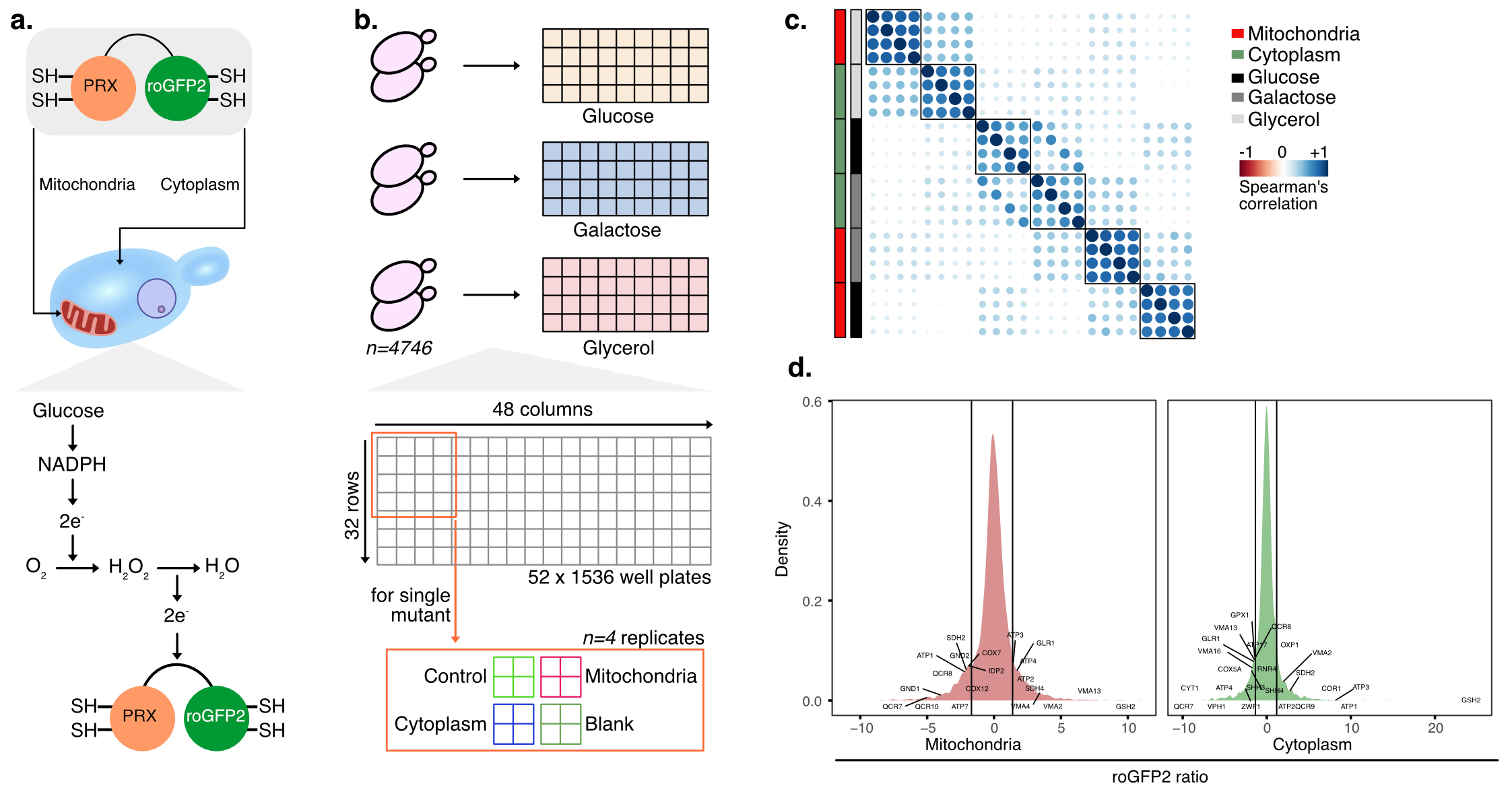 (a) Design of the chemical sensor to probe the redox status (b) Screening design - 4746 mutants were grown in 3 different nutrient conditions in 4 replicates to measure redox in the cytoplasm and mitochondria (c) Measuring screening quality by correlating the replicates (d) Identifying top hits (mutants) affecting reduction/oxidation